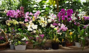 Premium Thai Orchid Collections Elevating Boutique Hospitality Interior Floral Arrangements